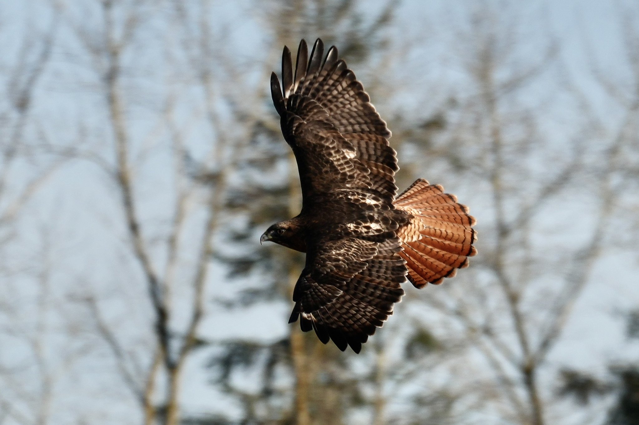Delta Naturalists Outing to Serpentine Fen, January 15, 2025