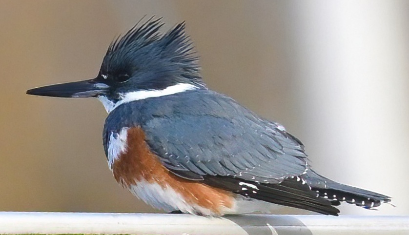 Delta Naturalists Outing to Point Roberts, January 22, 2025
