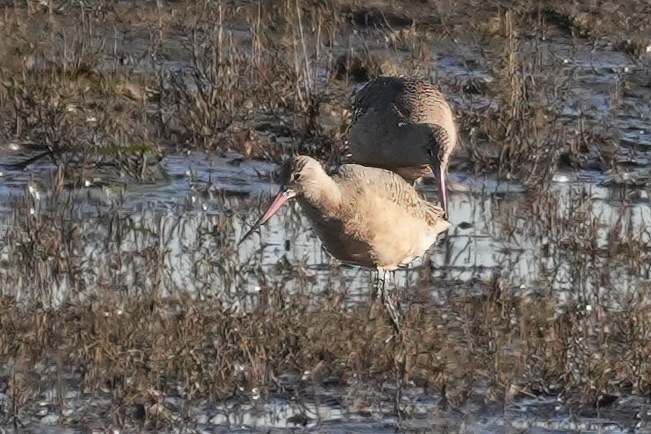 Delta Naturalists Outing to White Rock Pier & Blackie Spit, January 28, 2025