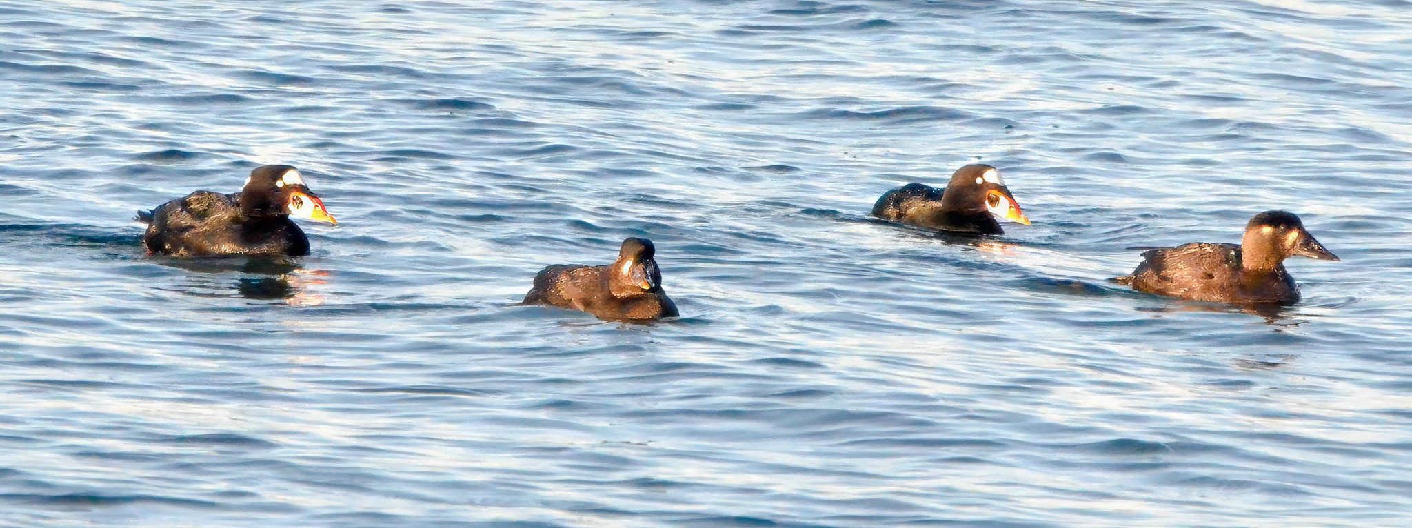 Delta Naturalists Outing to White Rock Pier & Blackie Spit, January 29, 2025