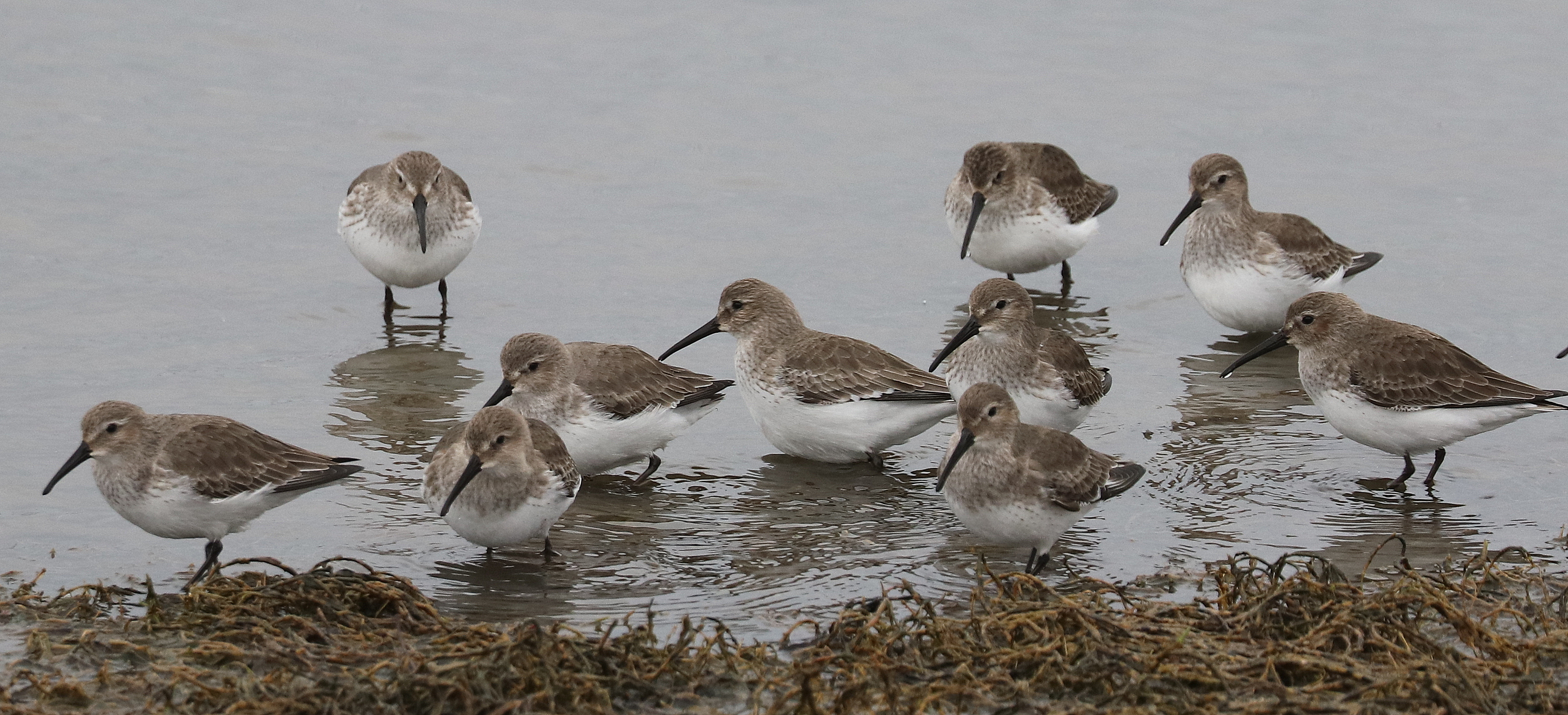 Delta Naturalists Outing to Blaine, January 5, 2025