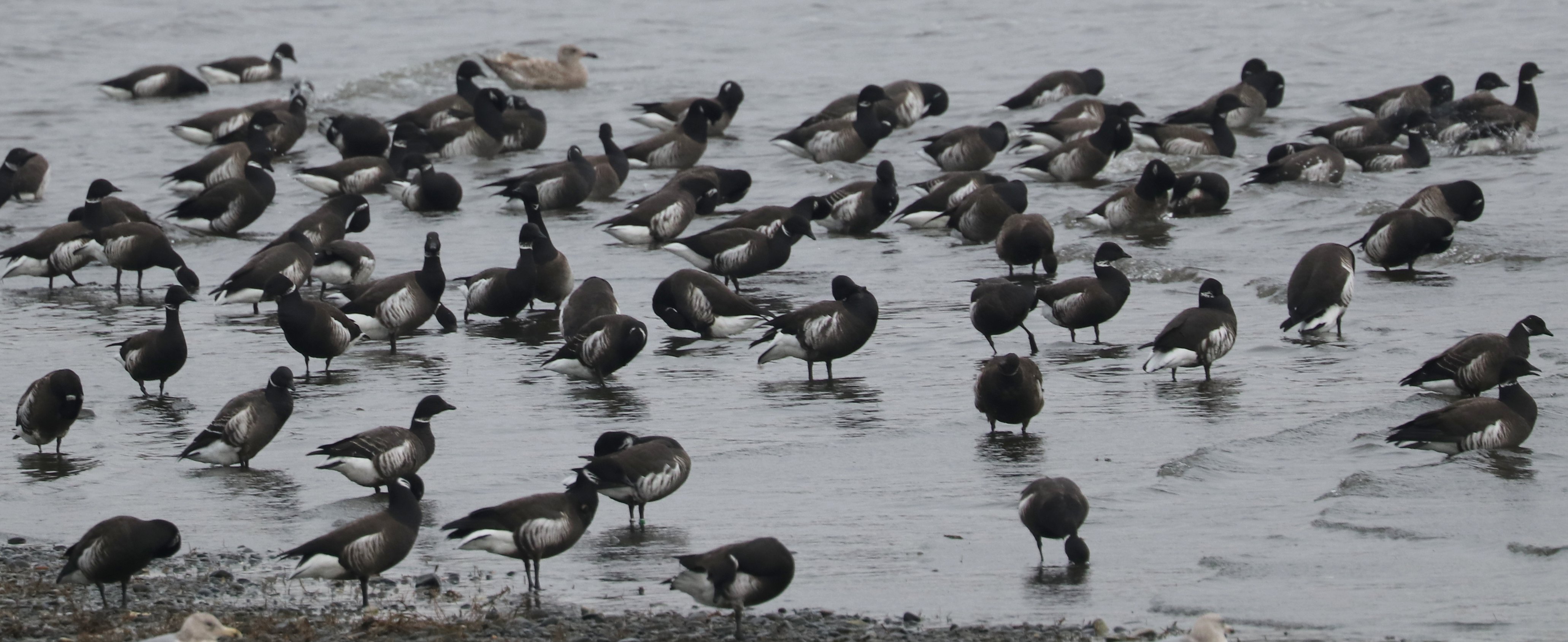 Delta Naturalists Outing to Centennial Beach, February 18, 2025