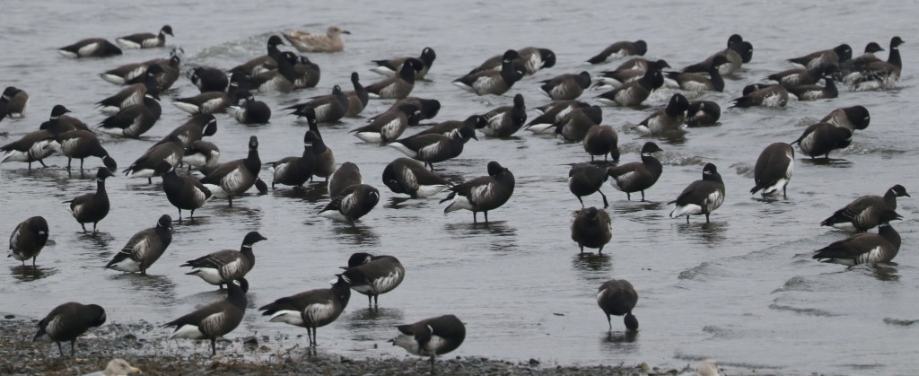 Delta Naturalists Outing to Centennial Beach, February 18,&nbsp;2025