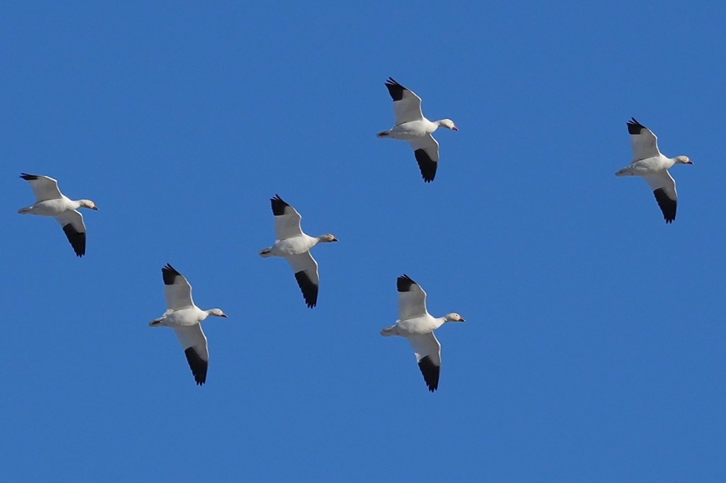Delta Naturalists Outing to Terra Nova, February 11,&nbsp;2025