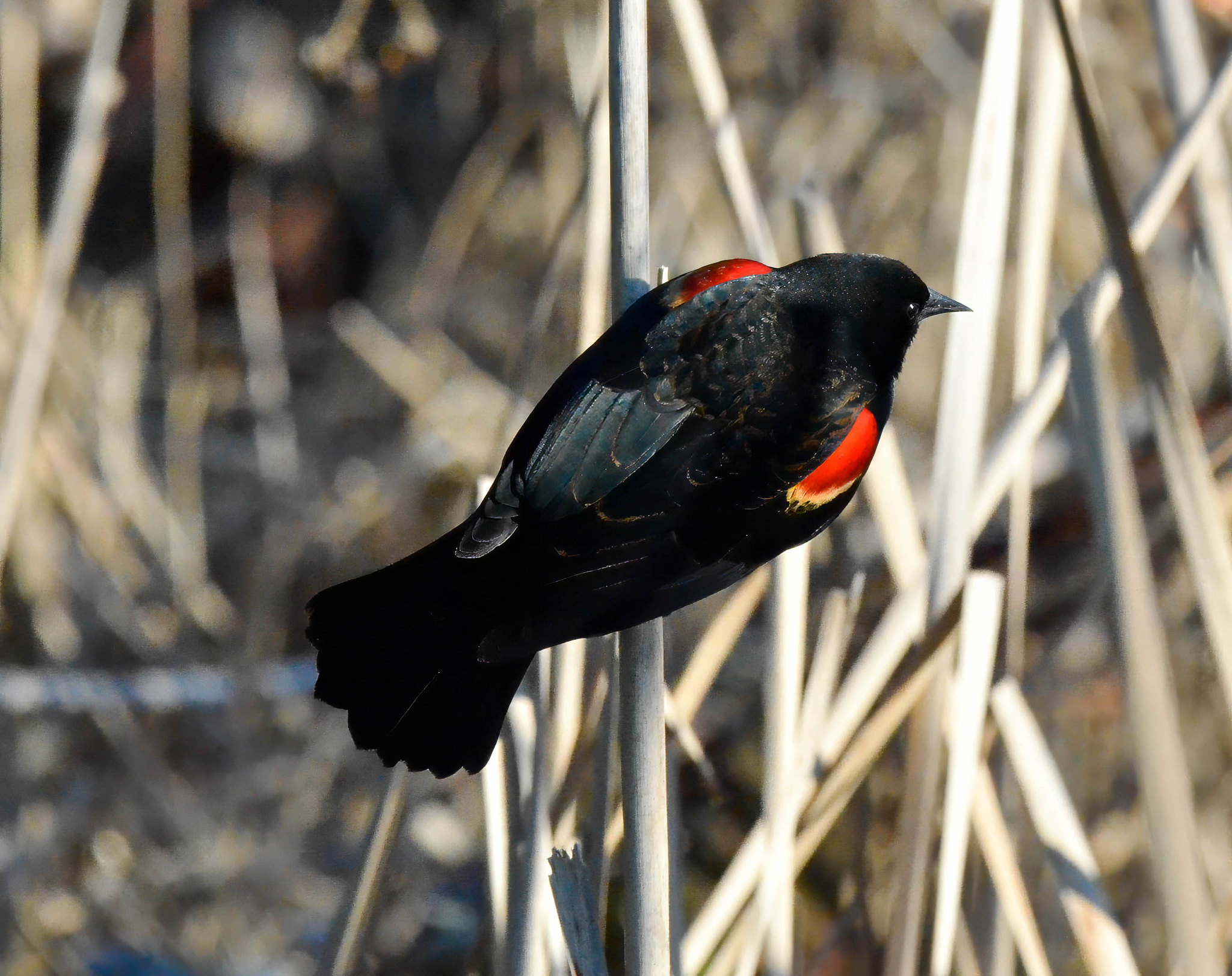 Red-winged Blackbird by Glen Bodie