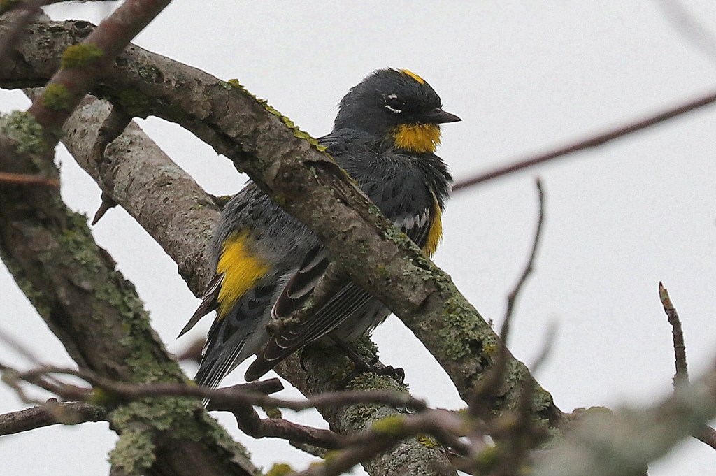 Delta Naturalists Outing to Brunswick Point, March 25,&nbsp;2025
