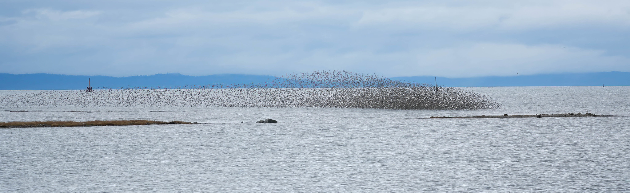 Delta Naturalists Outing to Tsawwassen Ferry Causeway & Reifel, March 4, 2025