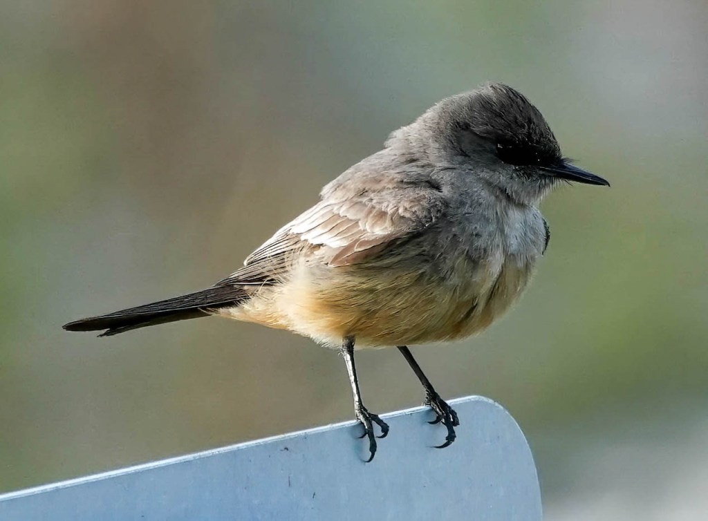 Delta Nats Outing to Brunswick Point, March 26,&nbsp;2025