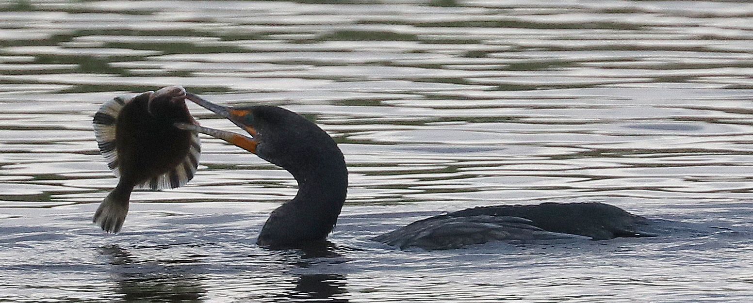 Delta Naturalists Outing to Serpentine Fen & Colebrook Park, April 1, 2025