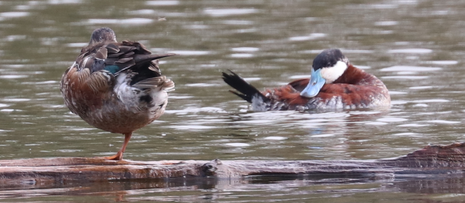 Delta Naturalists Outing to Brydon Lagoon & Hi-Knoll Park, April 15, 2025