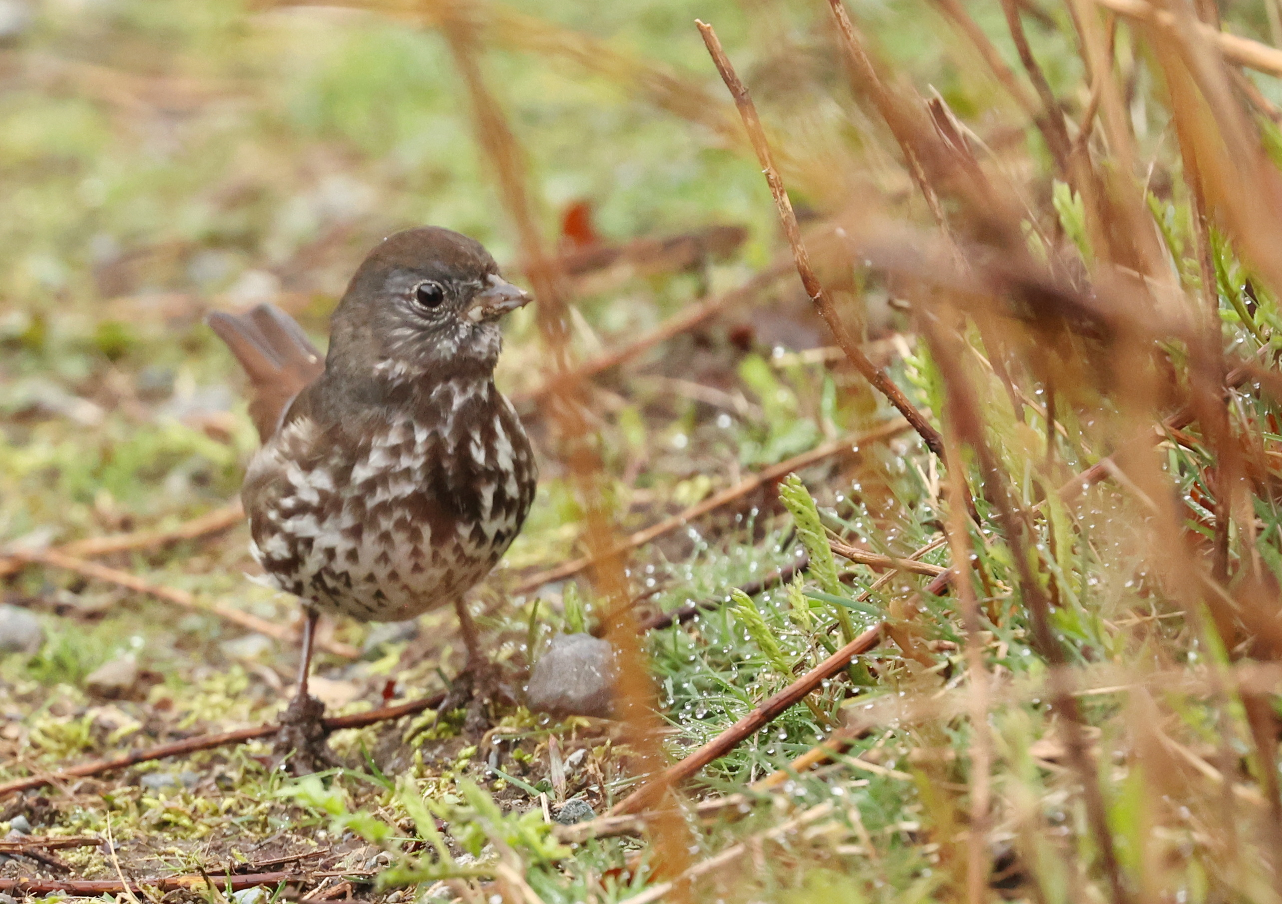 Delta Naturalists Outing to Serpentine Fen, April 2, 2025