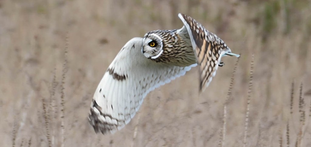 Delta Naturalists Outing to North 40 Park Reseve & 72nd Street Dyke, April 9,&nbsp;2025