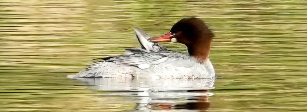 Delta Naturalists Outing to Brydon Lagoon & Hi-Knoll Park, April 16,&nbsp;2025