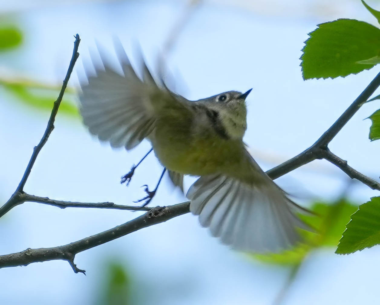 Delta Naturalists Outing to Joe Brown Park, April 23, 2025