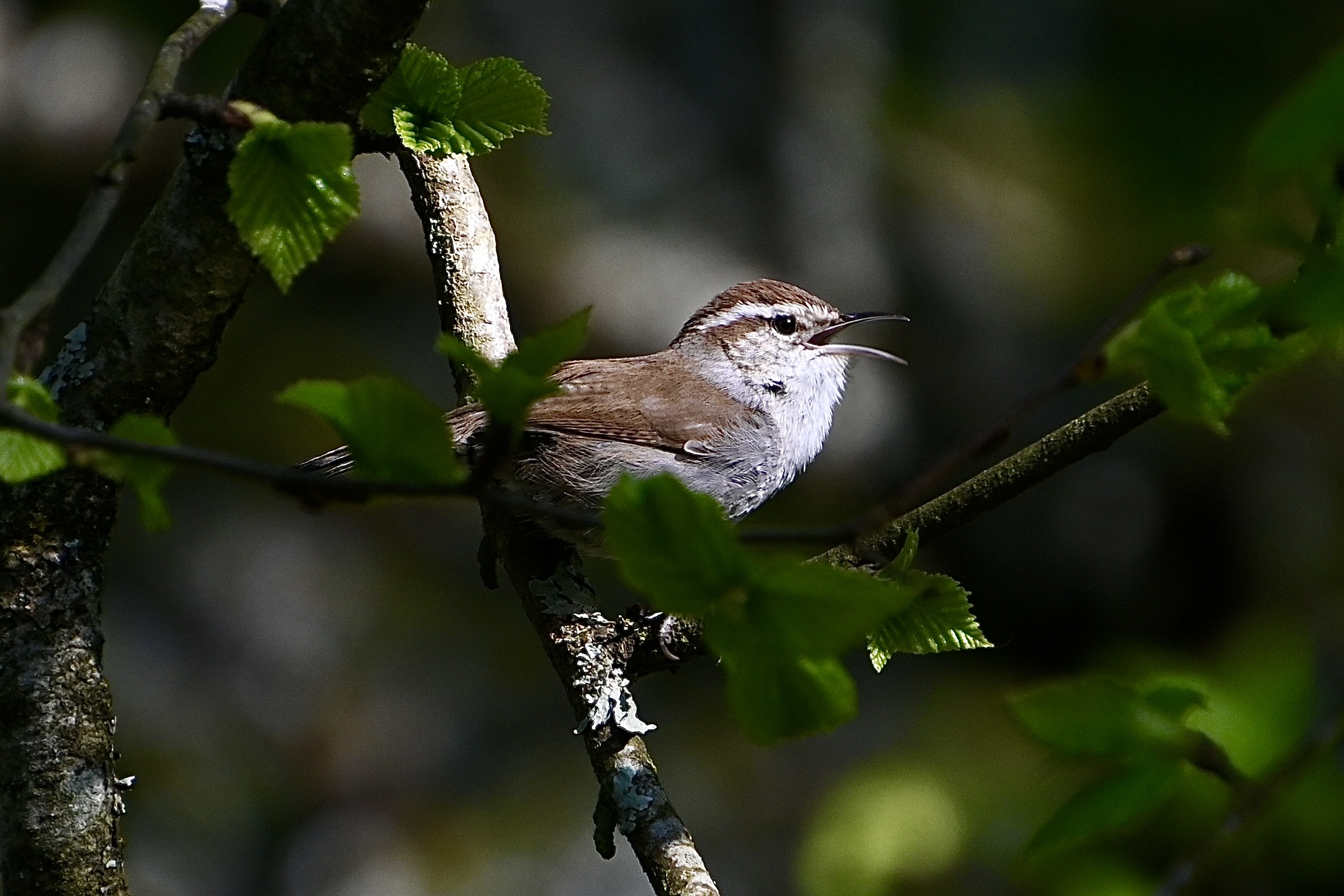 Delta Naturalists Outing to Joe Brown Park, April 22, 2025