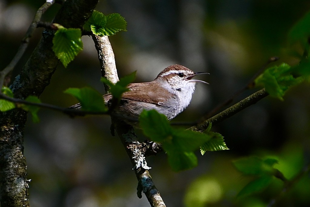 Delta Naturalists Outing to Joe Brown Park, April 22,&nbsp;2025
