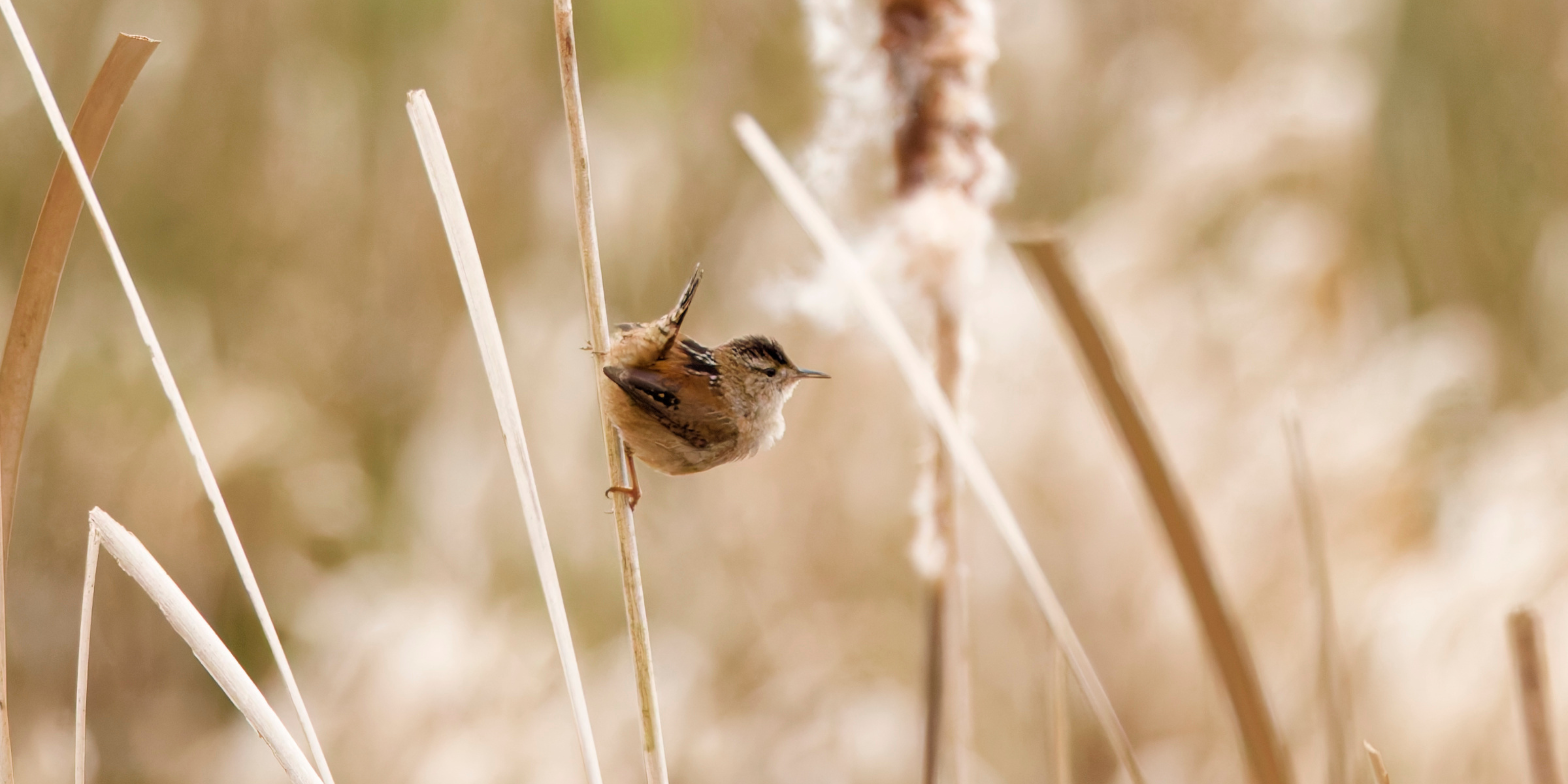 Delta Naturalists Outing to Brunswick Point, April 5, 2025