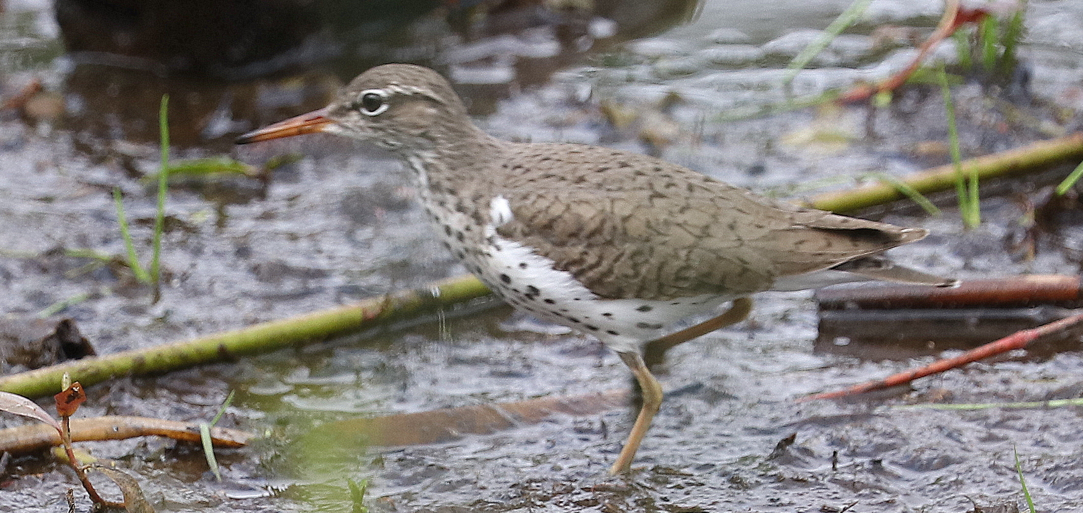 Delta Naturalists Outing to Queen Elizabeth Park & Jericho Beach Park, May 13, 2025