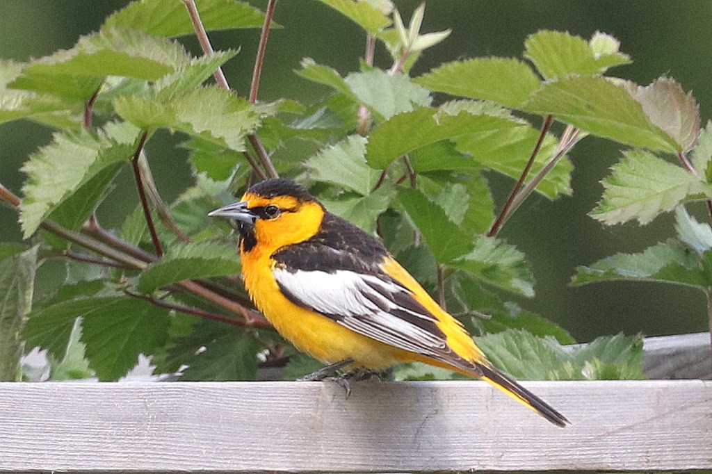Delta Naturalists Outing to Colony Farm Regional Park, May 21,&nbsp;2025
