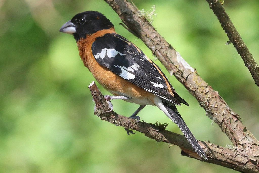 Delta Naturalists Outing to Campbell Valley Regional Park, May 28,&nbsp;2025