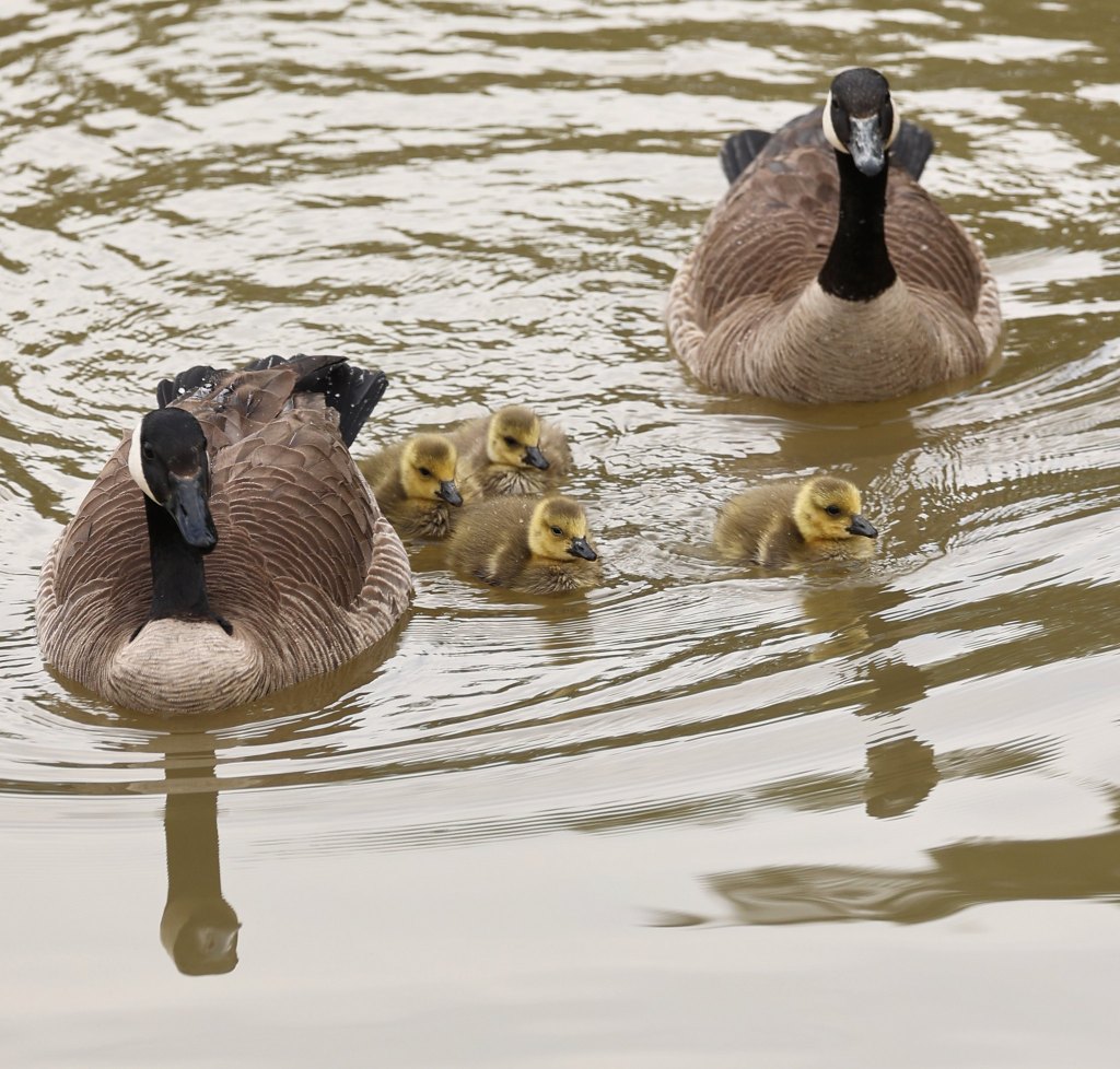 Delta Naturalists Outing to Ladner Harbour Park, May 7,&nbsp;2025