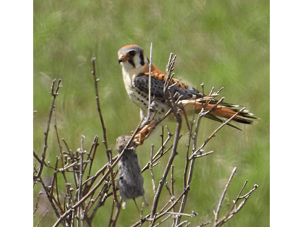 Male American Kestrel with prey of vole