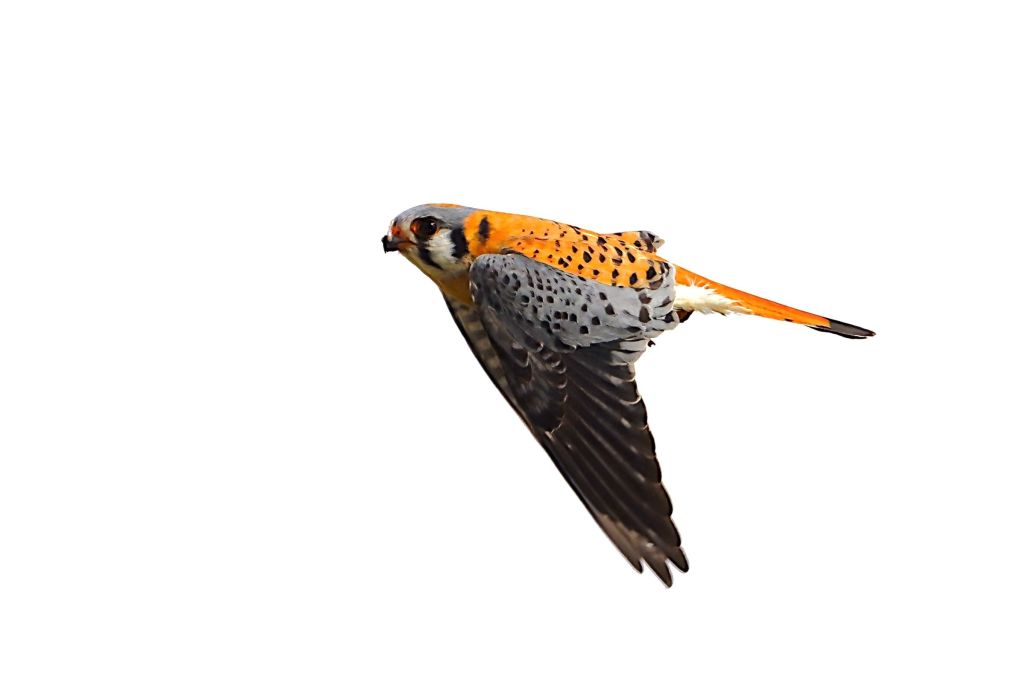 Male American Kestrel in flight