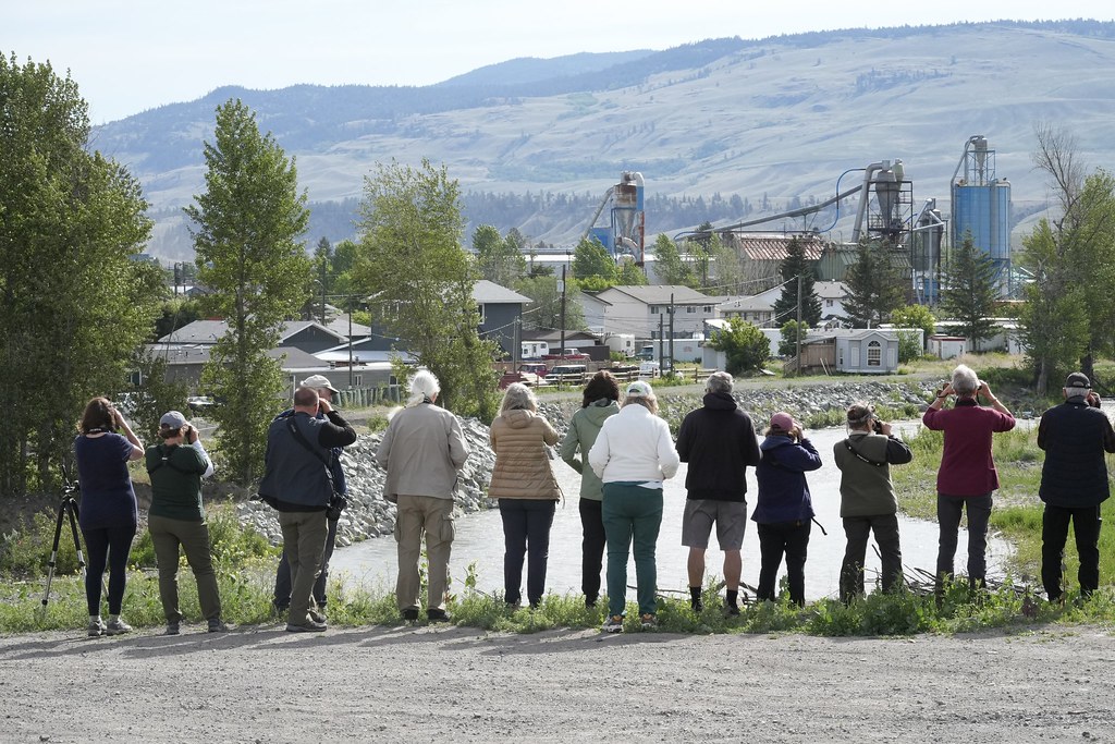 Birdwatching in Merritt BC