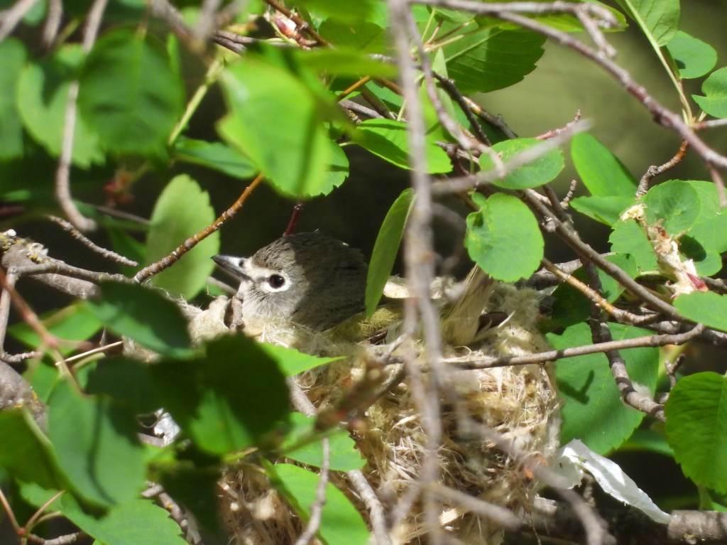 Cassin's Vireo sitting on a nest 