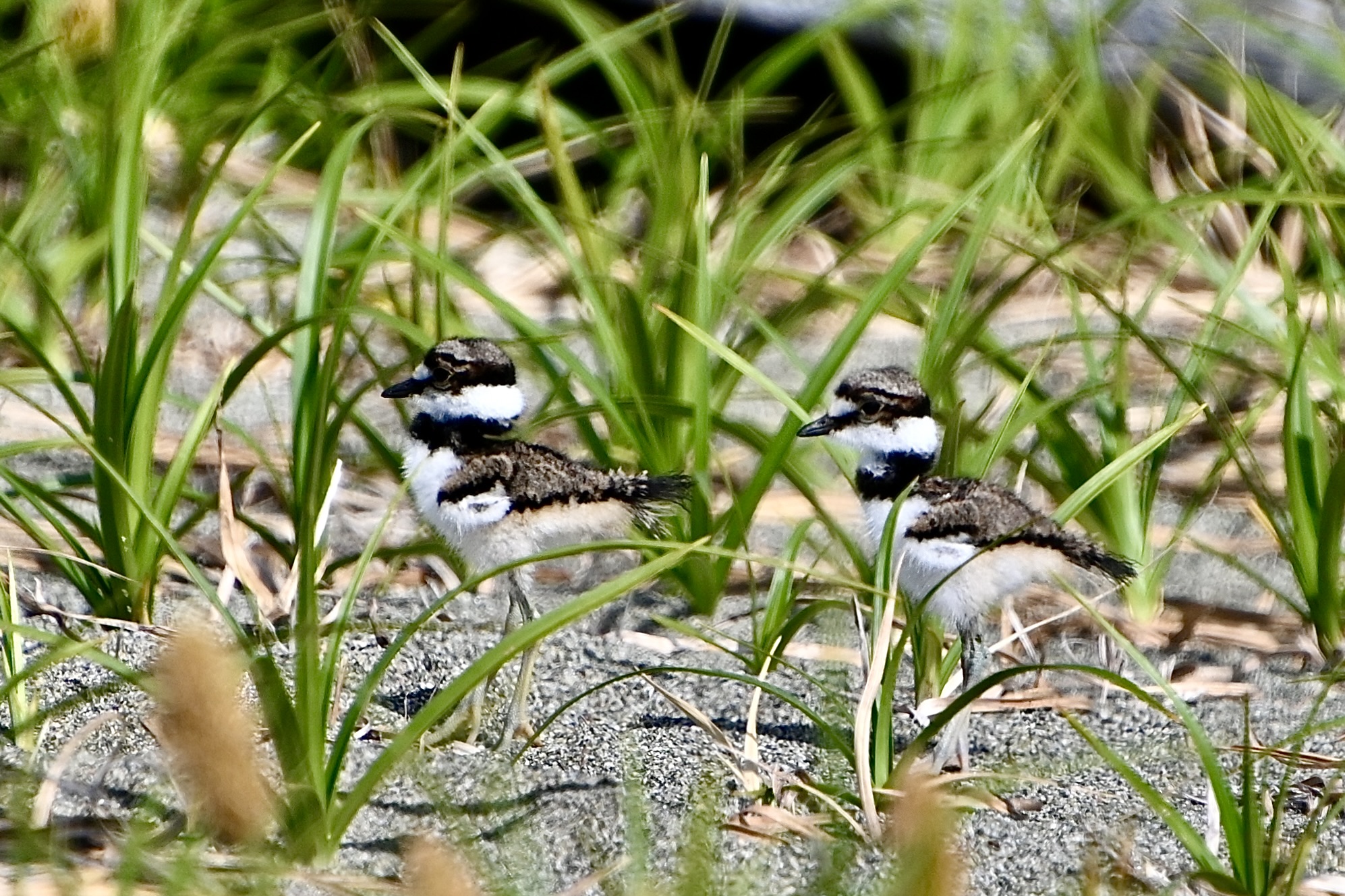 Delta Naturalists Outing to Centennial Beach, April 29, 2025