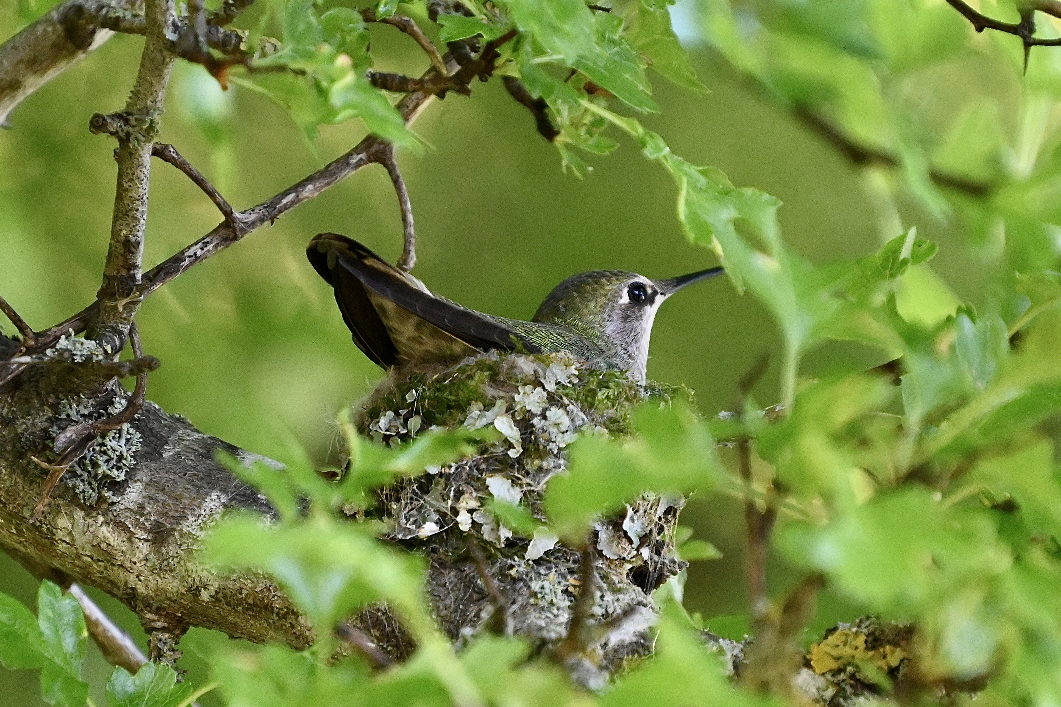 Delta Naturalists Outing to Ladner Harbour Park, May 6, 2025