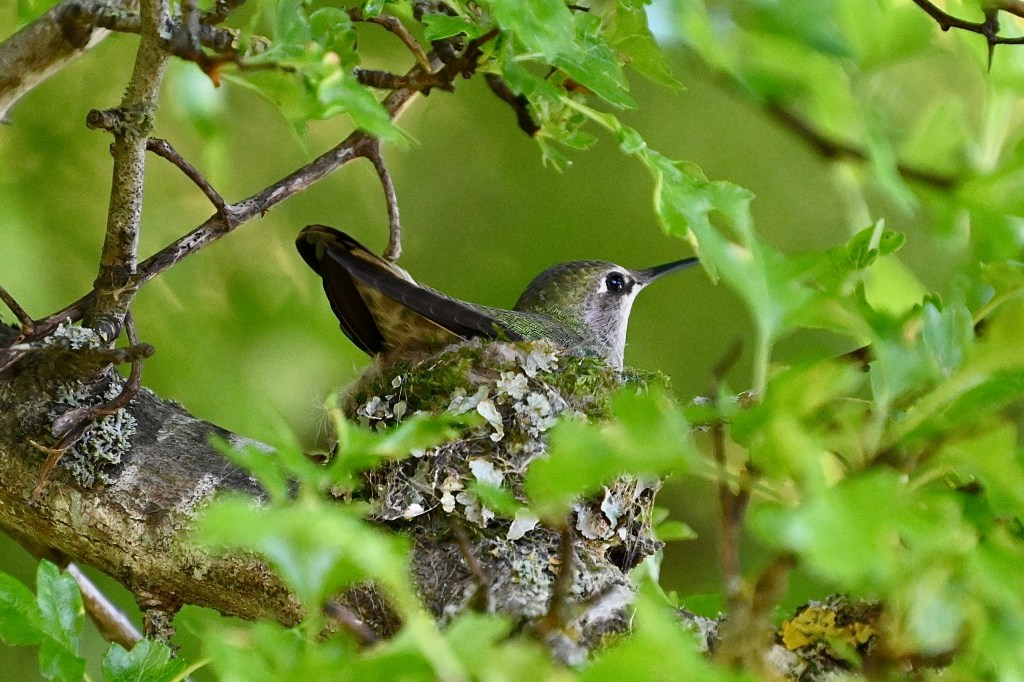 Delta Naturalists Outing to Ladner Harbour Park, May 6,&nbsp;2025