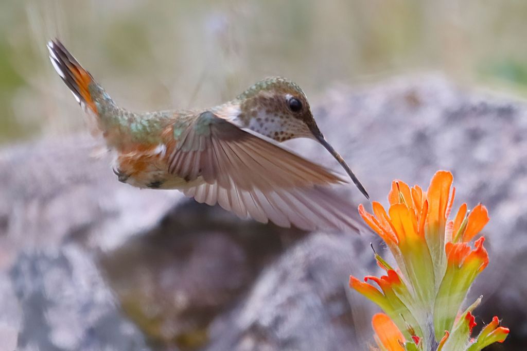 Female Calliope Hummingbird feeding