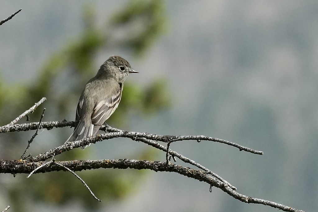 Hammond's Flycatcher