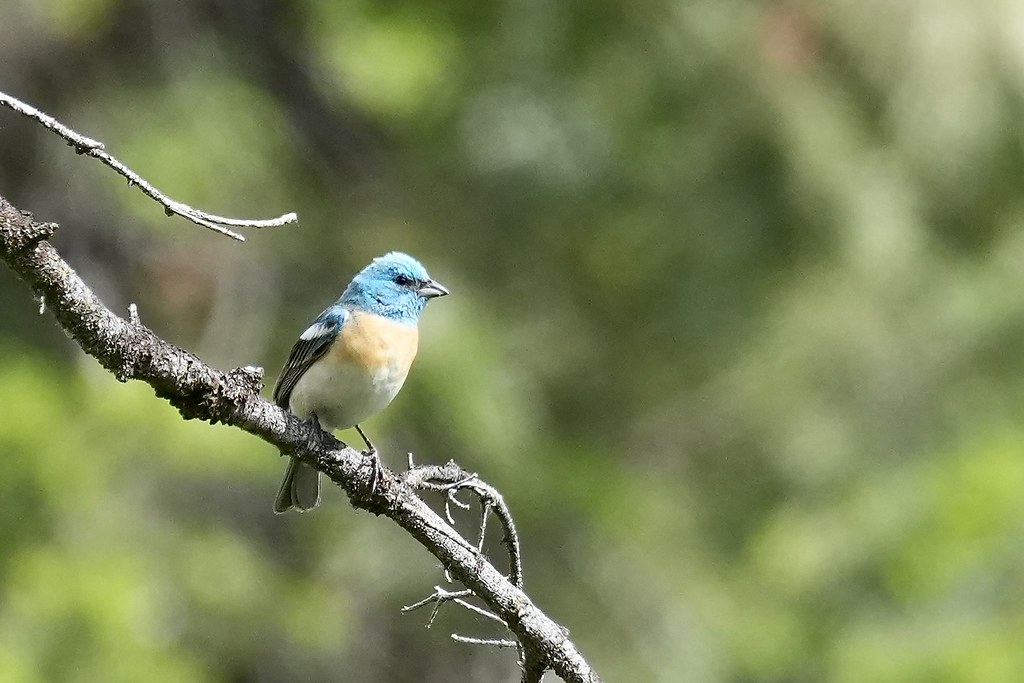 Lazuli Bunting