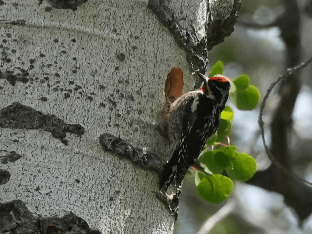 Red-naped Sapsucker at cavity nest