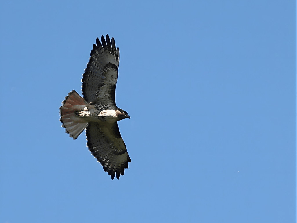 Red-tailed Hawk soaring in a blue sky