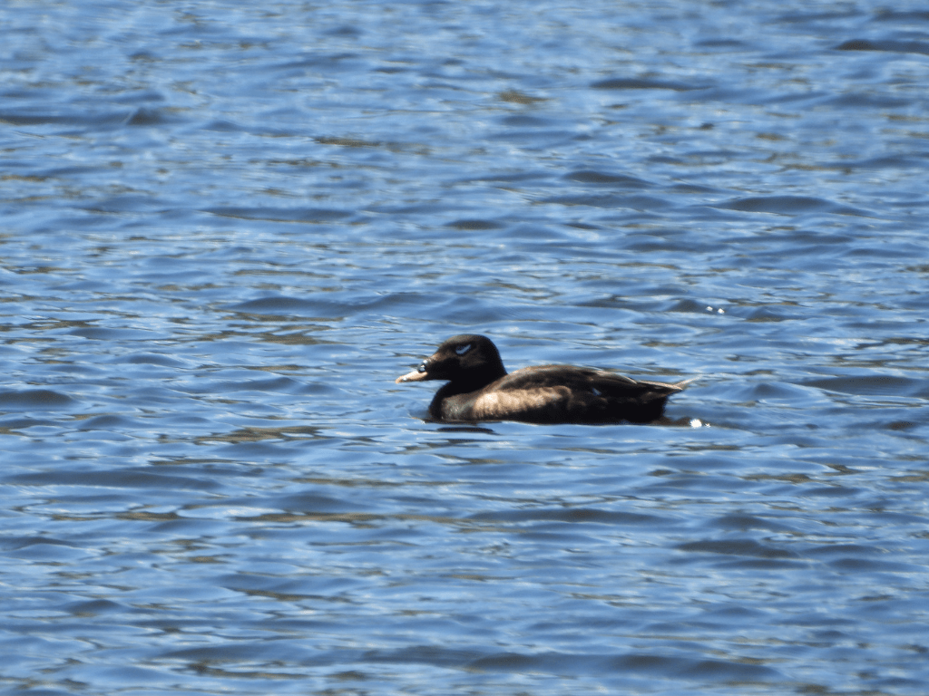 White-winged Scoter male