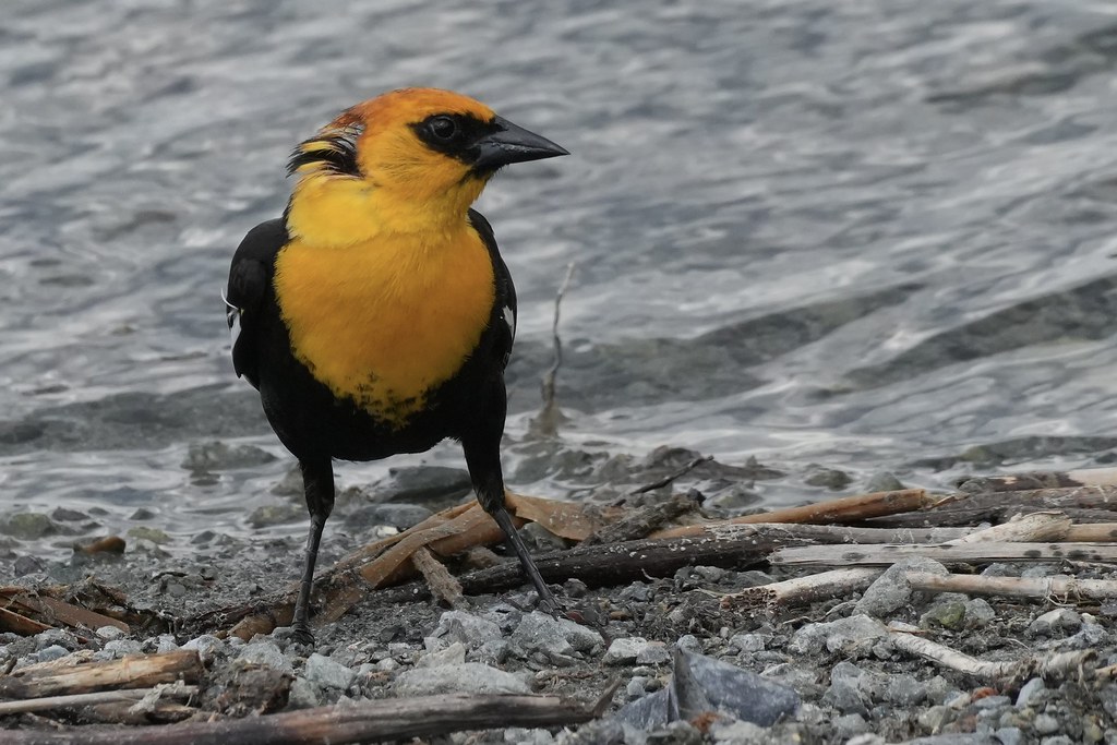 Male Yellow-headed Blackbird