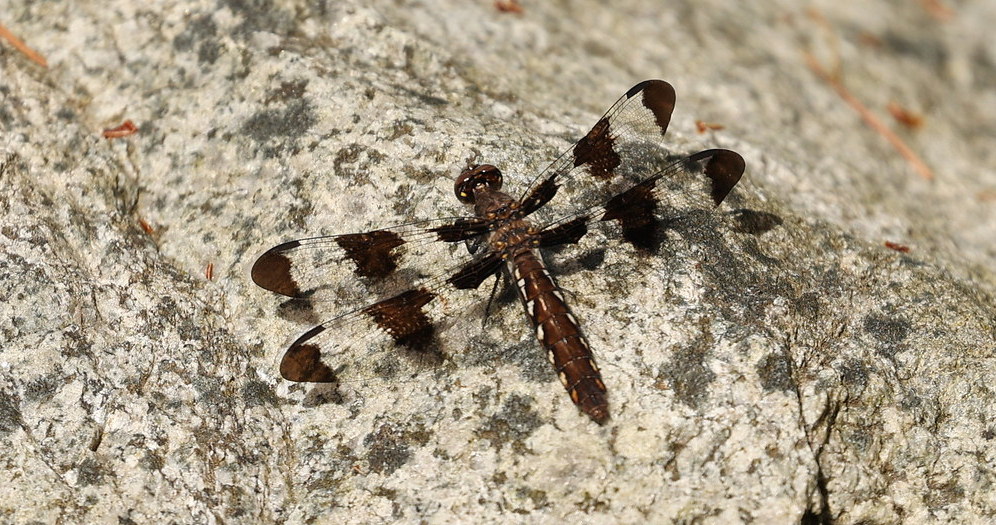 Delta Naturalists Outing to Joe Brown Park, June 11, 2025