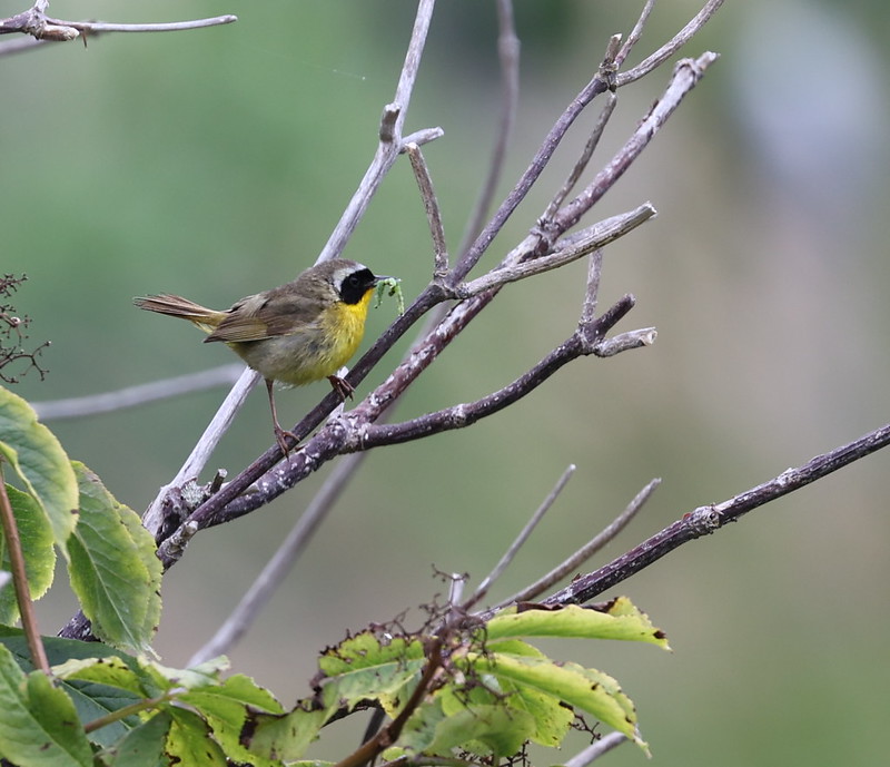 Delta Naturalists Outing to Blackie Spit, June 25,&nbsp;2025