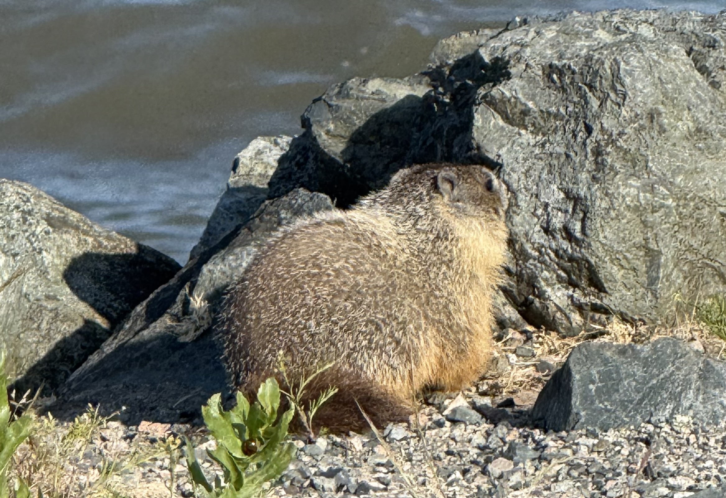 Delta Naturalists Outing to Tsawwassen Ferry Causeway & Reifel, June 3, 2025