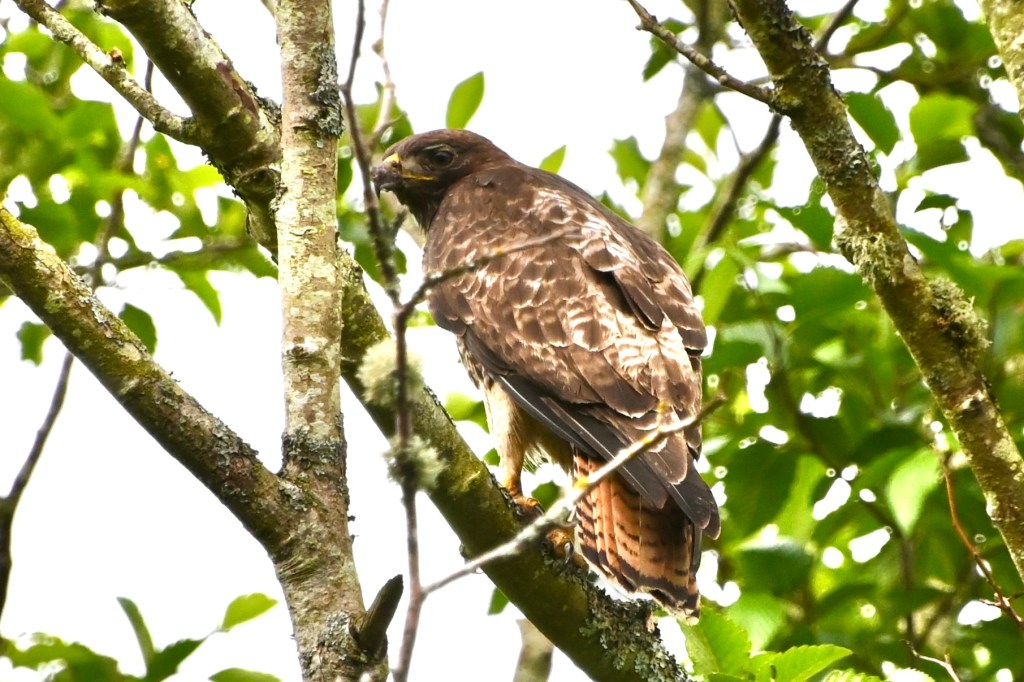 Delta Naturalists Outing to Tsawwassen Ferry Causeway & Reifel, June 4,&nbsp;2025