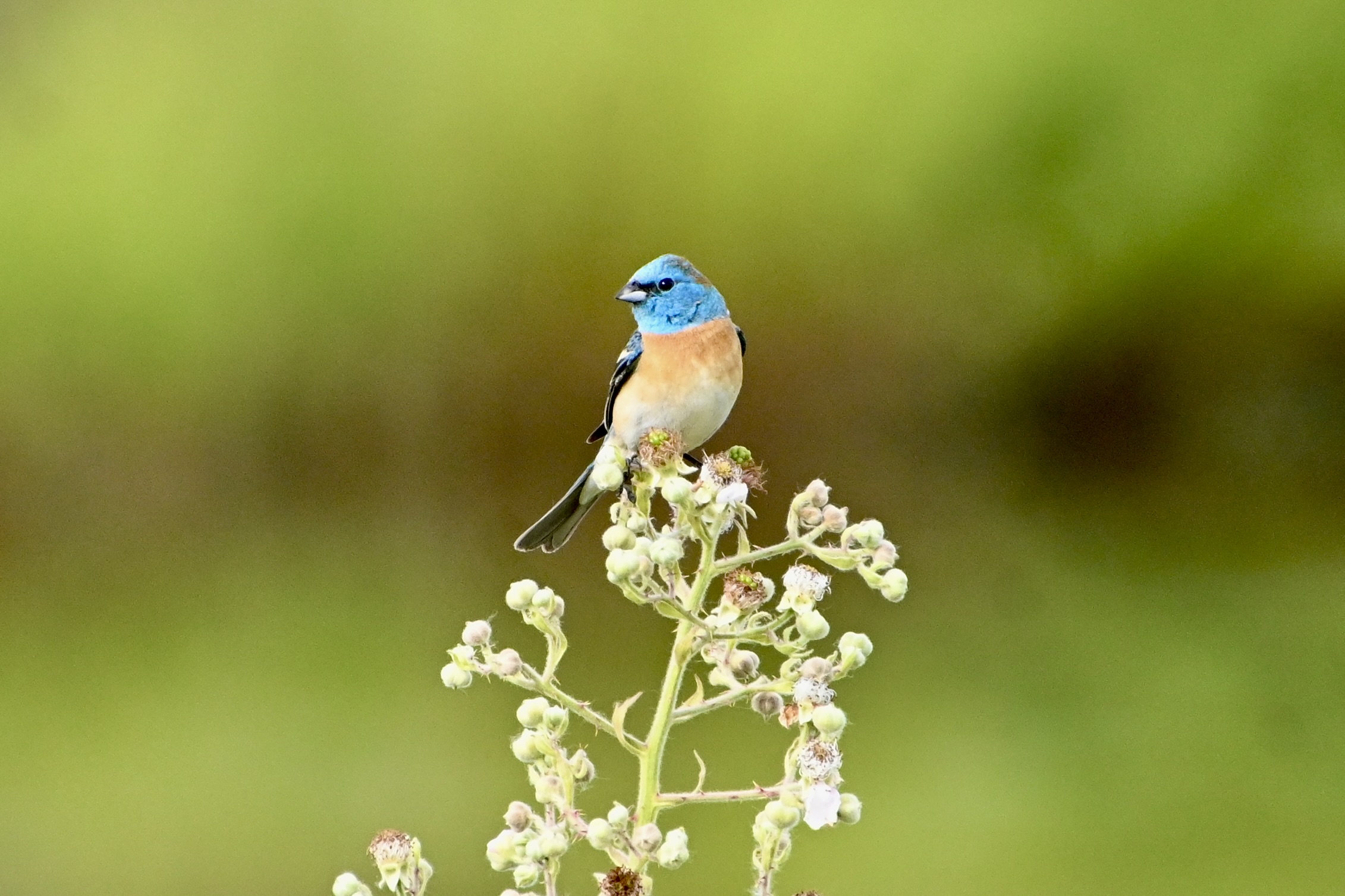 Delta Naturalists Outing to Sturgeon Slough, Pitt Meadows, June 17, 2025