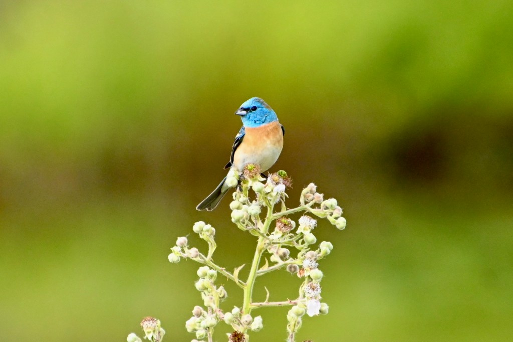 Delta Naturalists Outing to Pitt Meadows, June 17,&nbsp;2025