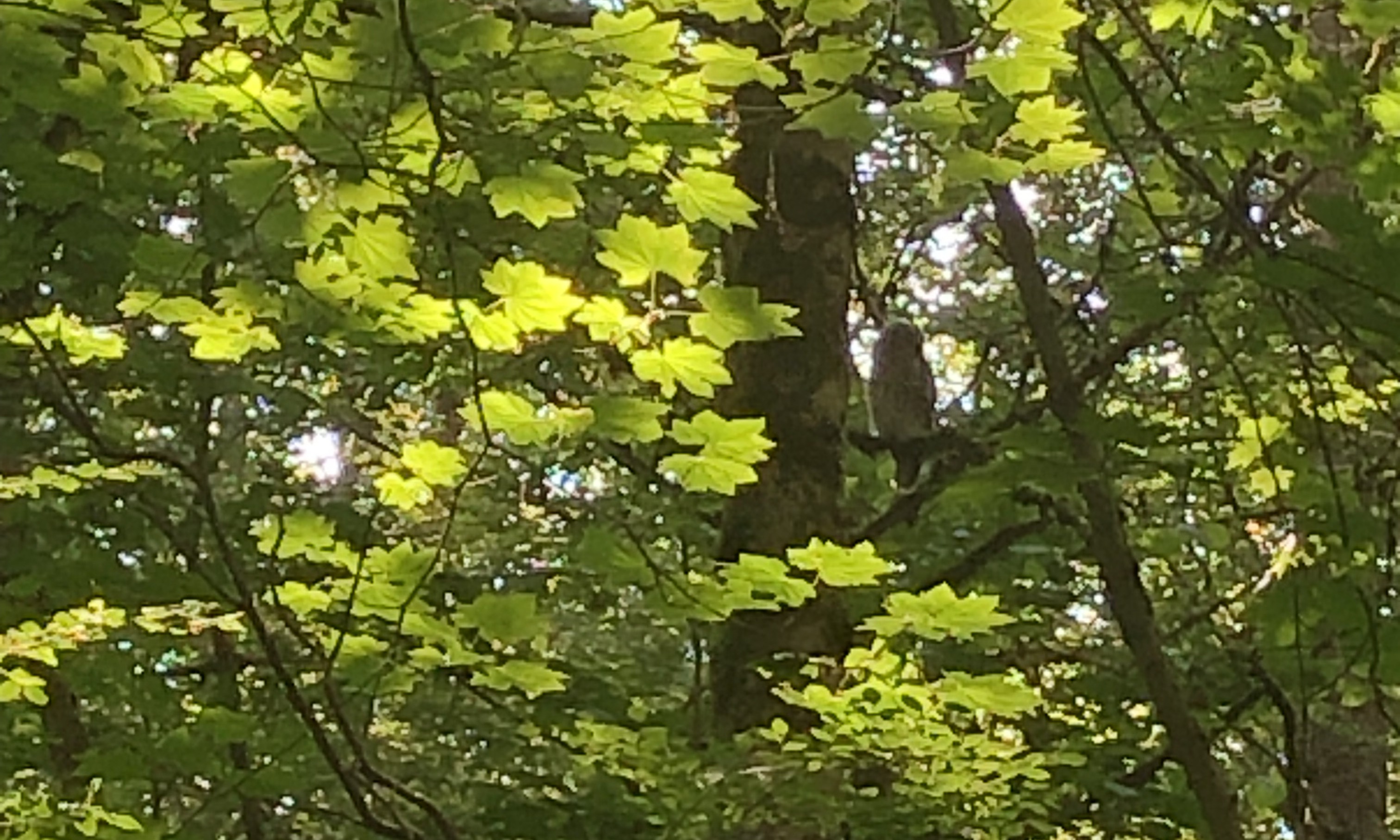 Delta Naturalists Outing to Joe Brown Park, June 10, 2025