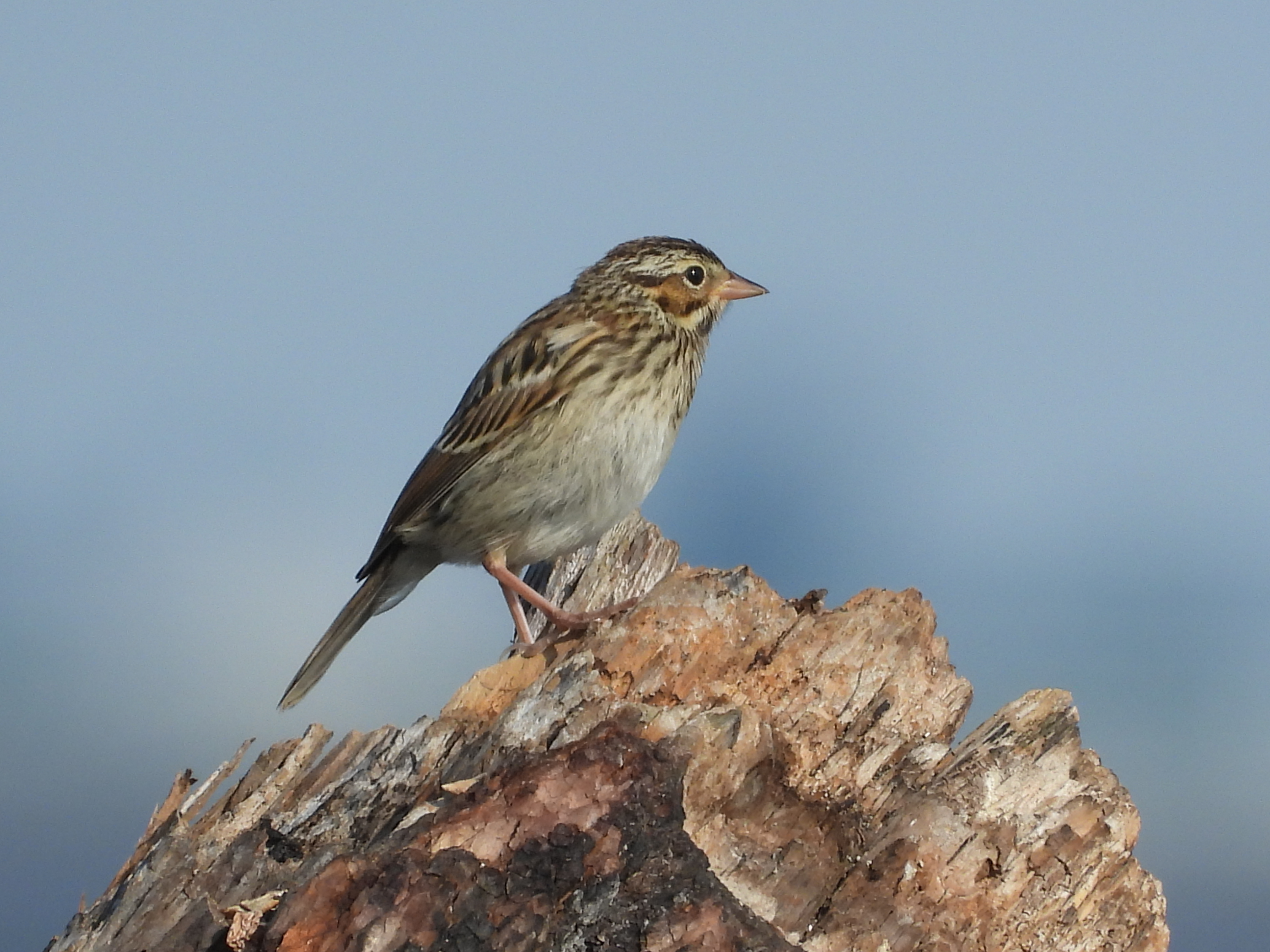 Delta Naturalists Outing to Blackie Spit, June 24, 2025