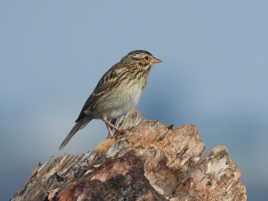 Delta Naturalists Outing to Blackie Spit, June 24,&nbsp;2025