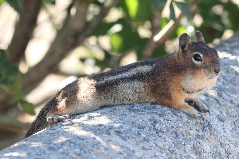Delta Naturalists Outing to Manning Park, July 8,&nbsp;2025