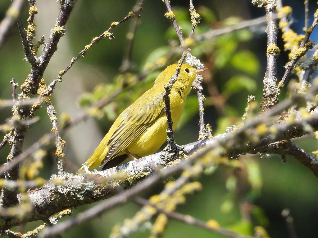Delta Naturalists Outing to Alaksen National Wildlife Area, July 30, 2025